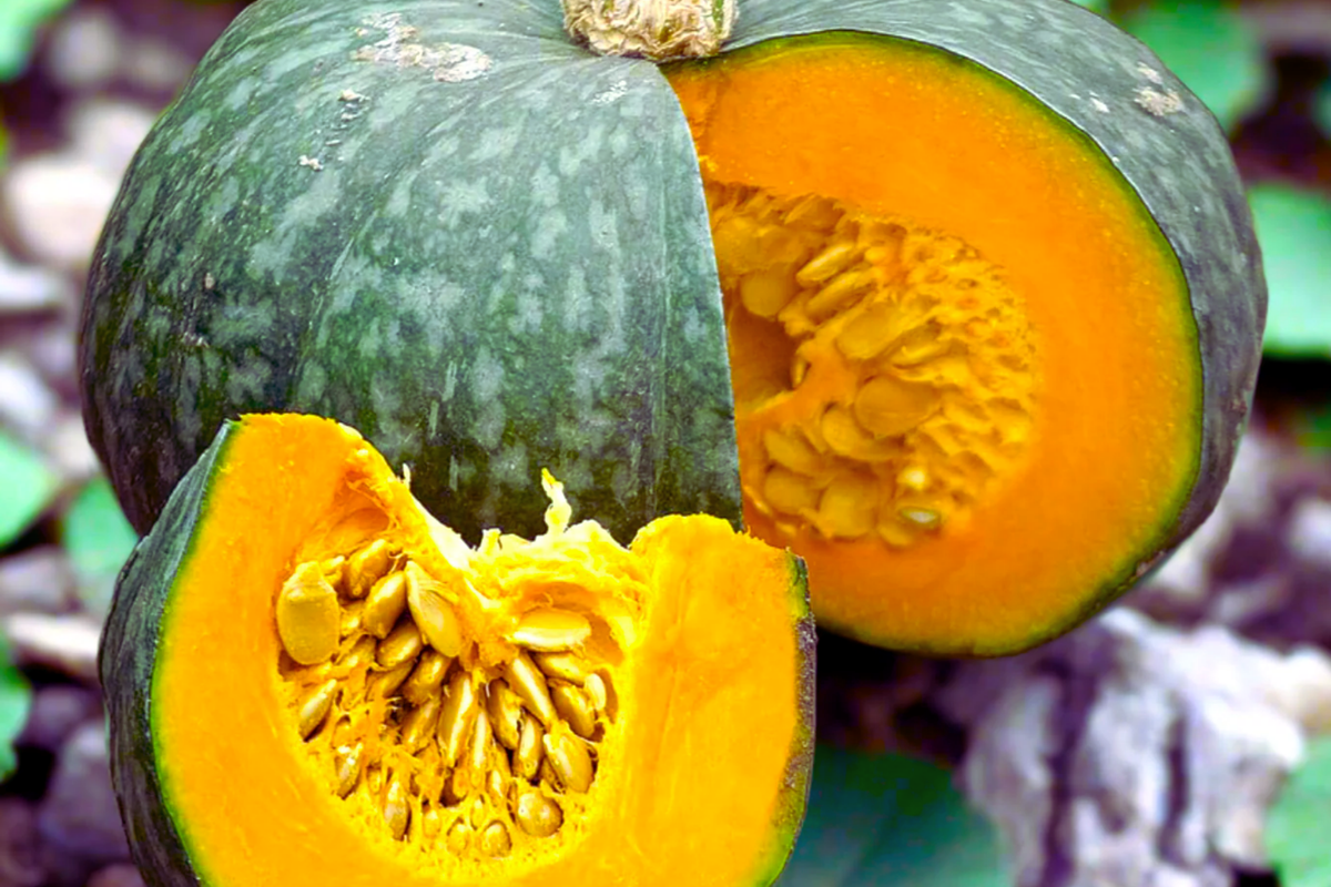 Japanese Kabocha Seeds - Heirloom Green Pumpkin, Organic Non-GMO, Cucurbita maxima, Compact Bush, Winter Squash, 10 Seeds