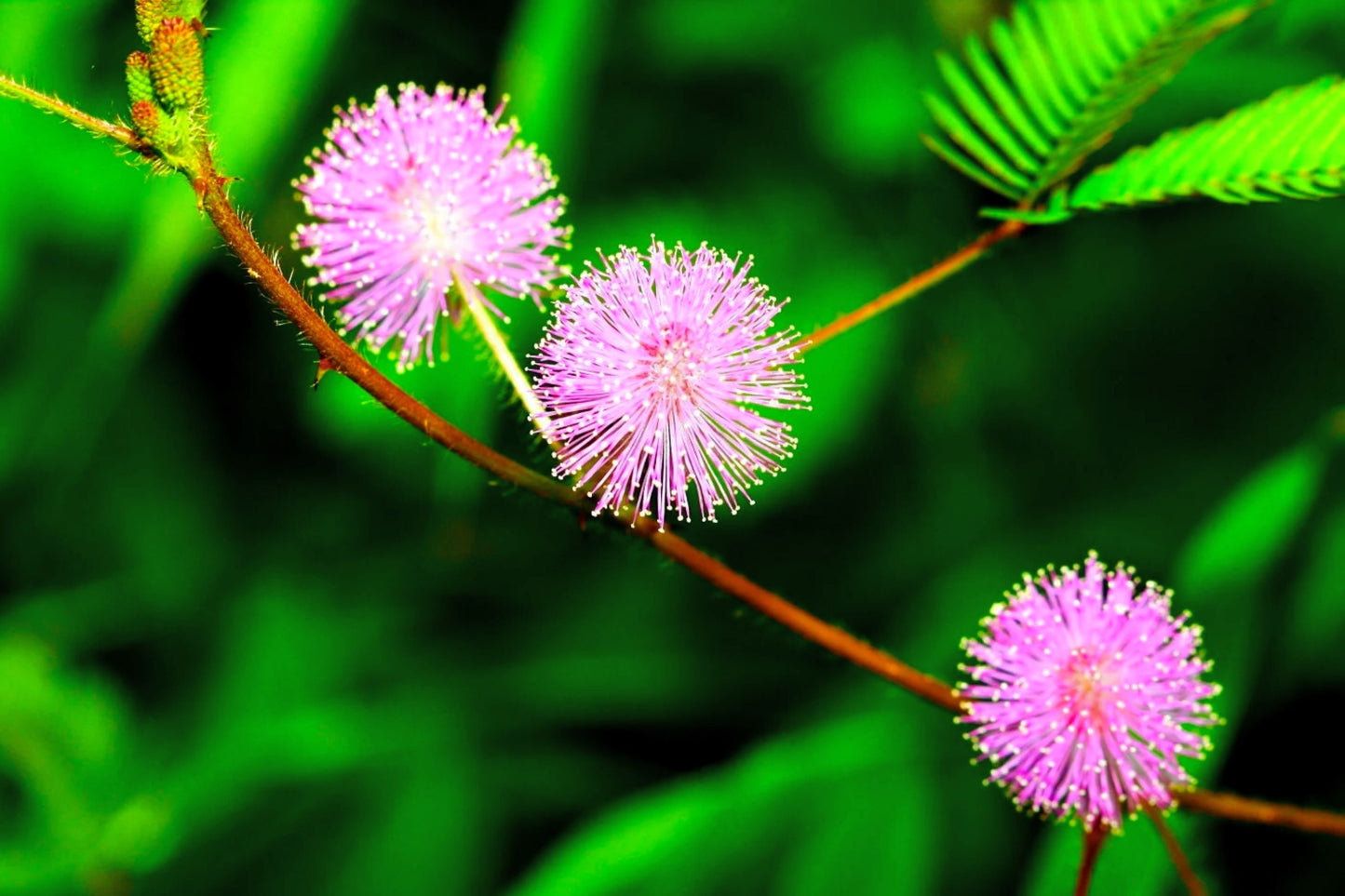 Sensitive Plant Seeds | Mimosa Pudica | Touch Me Not | Nastic Movement Seeds