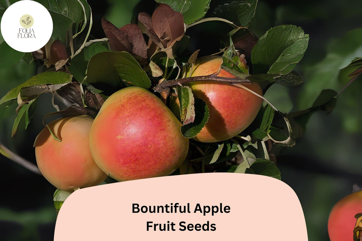 Bountiful Apple Seeds - 25+ Heirloom Malus domestica for Home Orchards - Non-GMO Fruit Tree Seeds for Fresh Apples