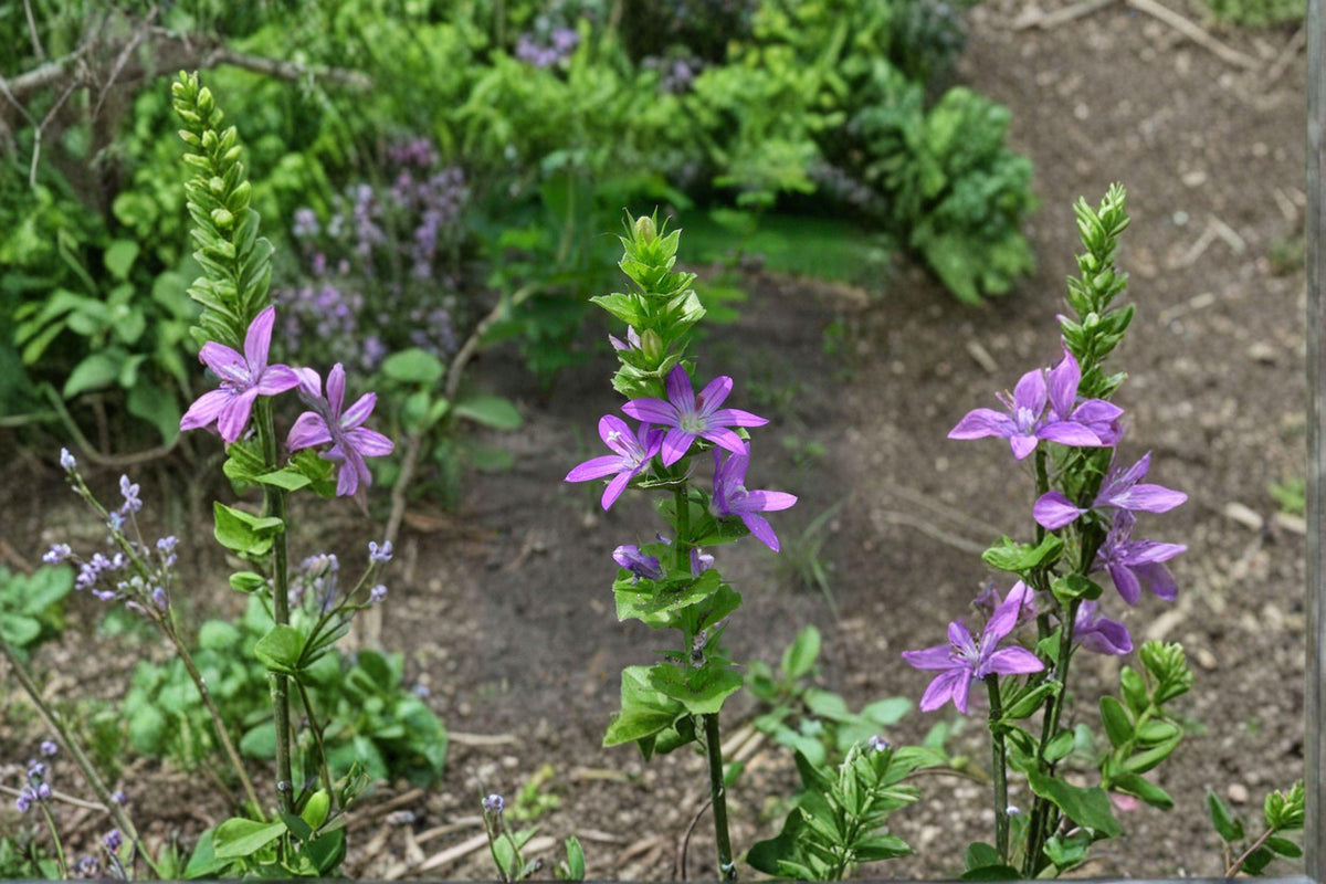 Venus’ Looking Glass Seeds - 1000 Count - Triodanis perfoliata - Early Blooming Native Wildflower for Pollinators