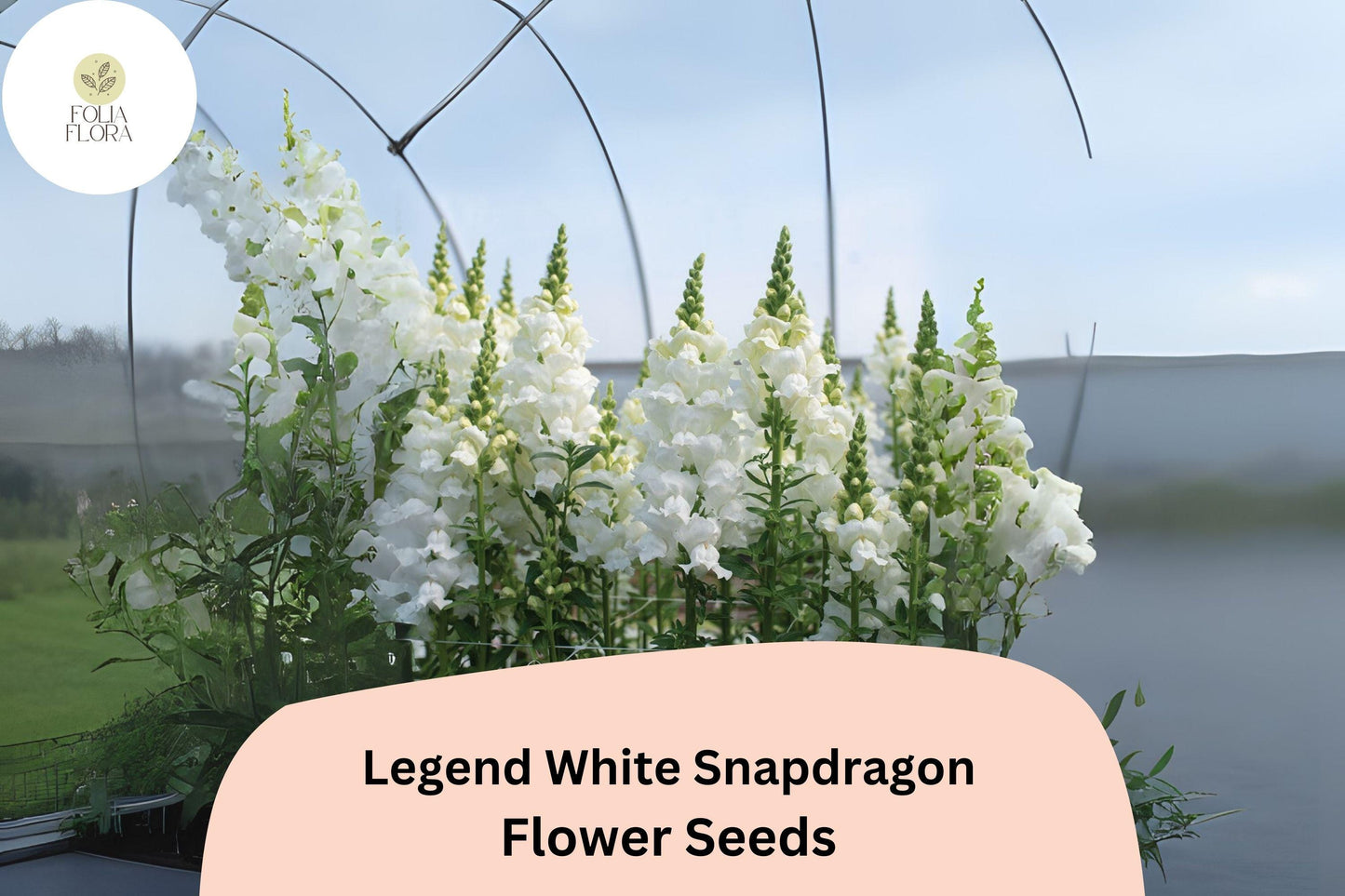 Antirrhinum majus Legend White Snapdragon Seeds – 1000+ Double White Blooms for Garden & Cut Flowers