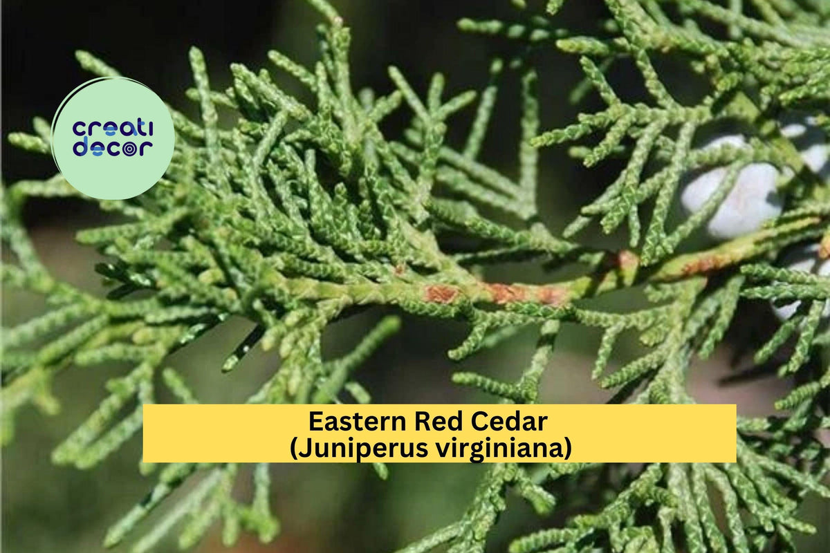 Eastern Red Cedar Sapling 8-12" - Hardy Evergreen Tree for Privacy & Shade - Juniperus virginiana
