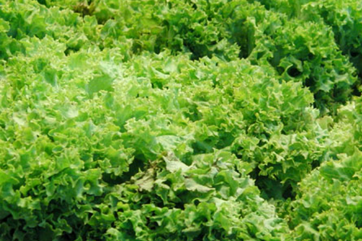 Green Ice Leaf Lettuce Seeds | NON-GMO Leaf Lettuce | Lactuca sativa