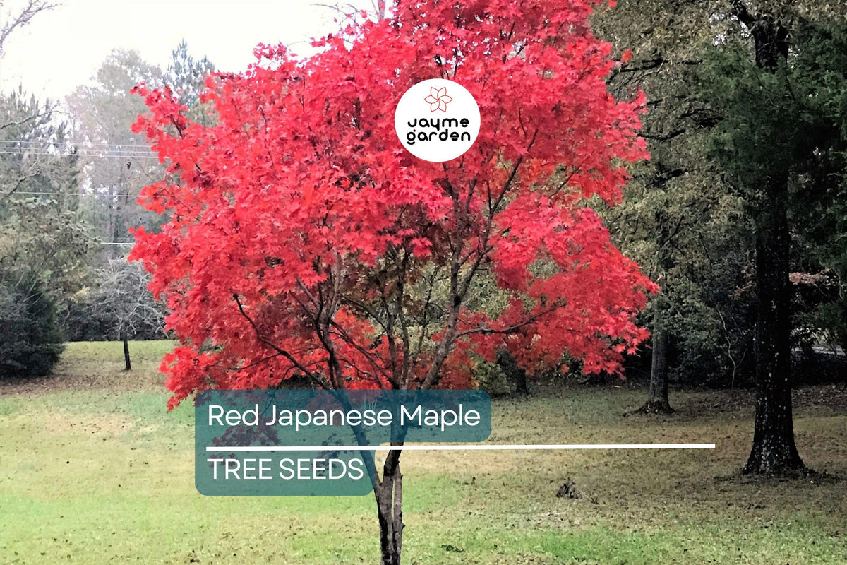 Red Japanese Maple Tree Seeds - 10 Pack, Cold Hardy Acer palmatum, Ornamental Bonsai, Fast Growing, Stunning Fall Foliage