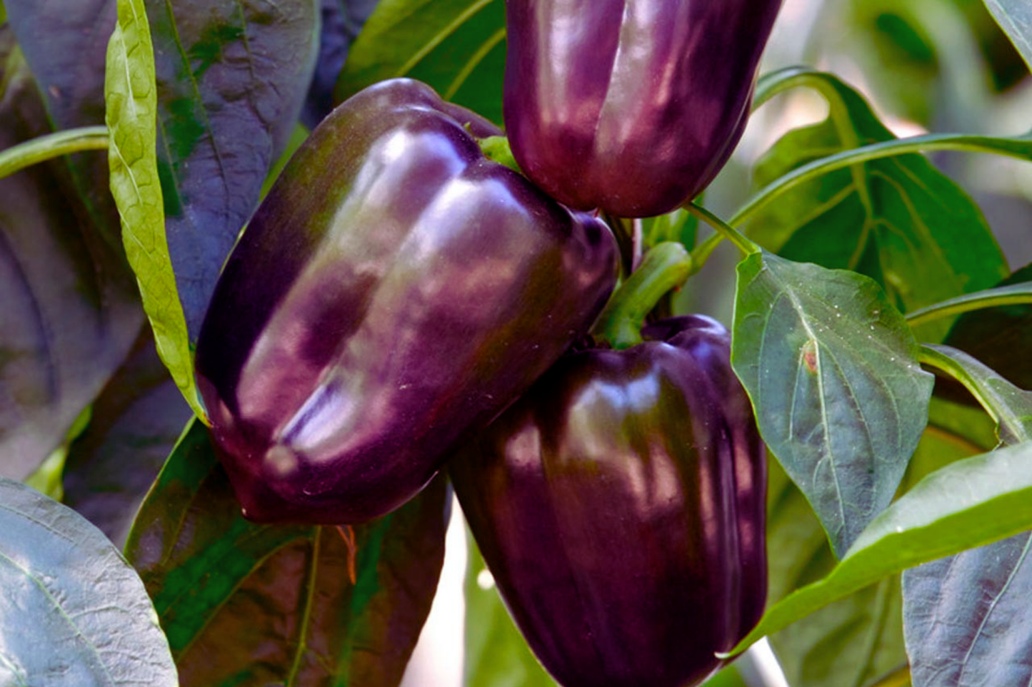 Purple Bell Pepper Seeds | Purple Beauty Heirloom Non-GMO | Capsicum annuum