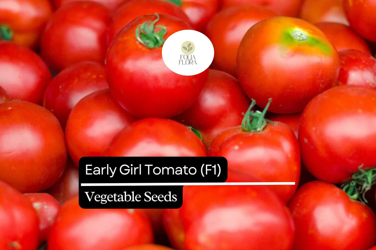 Early Girl Tomato Seeds - 10 Count, Fast-Maturing, Sweet Red Fruits, F1 Hybrid (Solanum lycopersicum) for Home Gardening