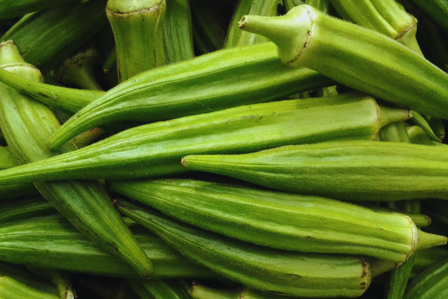 Clemson Spineless Okra Seeds | 1 oz | Abelmoschus esculentus | High-Yield Gumbo Okra