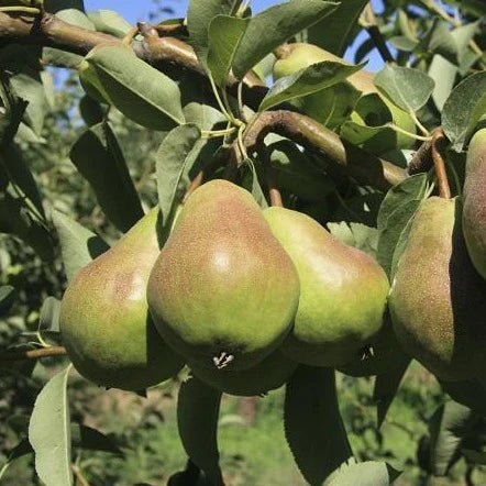 12 Bartlett Pear Tree Cuttings – Unrooted Grafting Stems for Propagation – Heirloom, Juicy Fruit, Large Pears, Scientific Pyrus communis