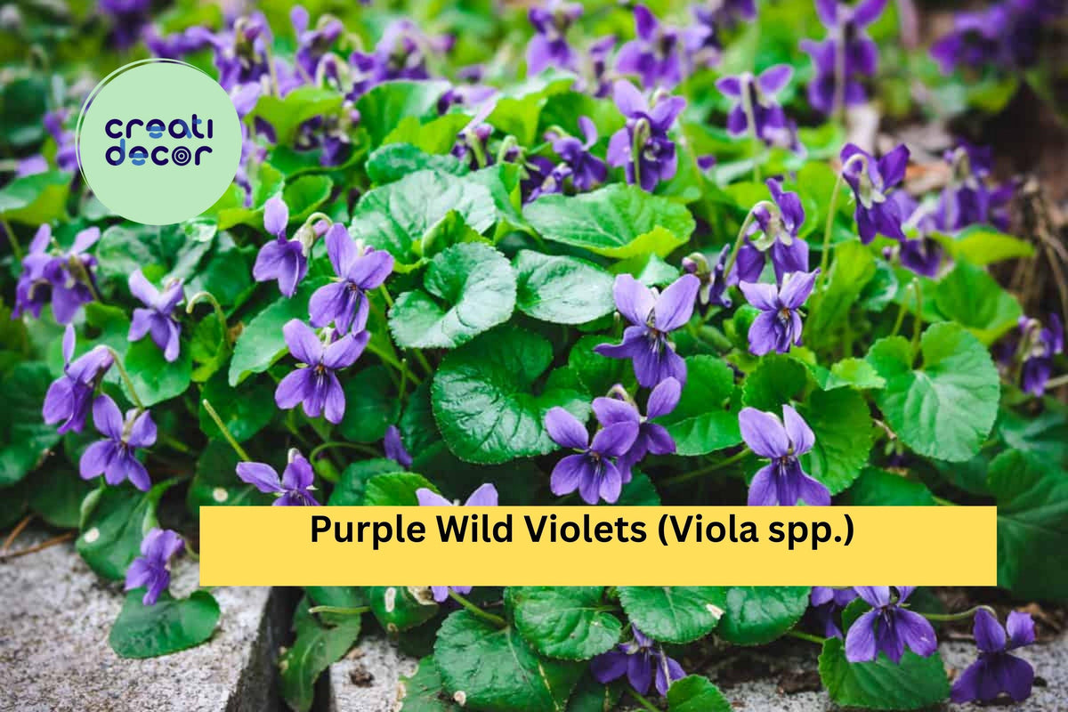 Purple Wild Violet Bare Root Plants - 15 Viola spp. Perennial Groundcover for Shade