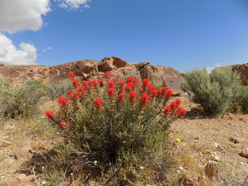 Castilleja angustifolia var. dubia Seeds β Native Wildflower, Red Blooms, Pollinator Plant, Narrowleaf Indian Paintbrush, 50 Seeds