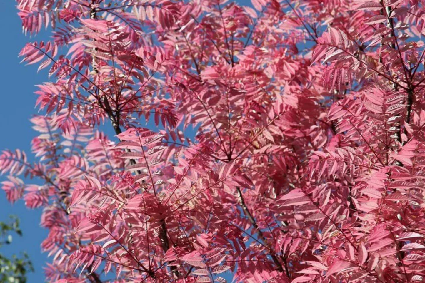 Red Toon Seeds - Toona sinensis Heirloom Variety for Garden and Culinary Use