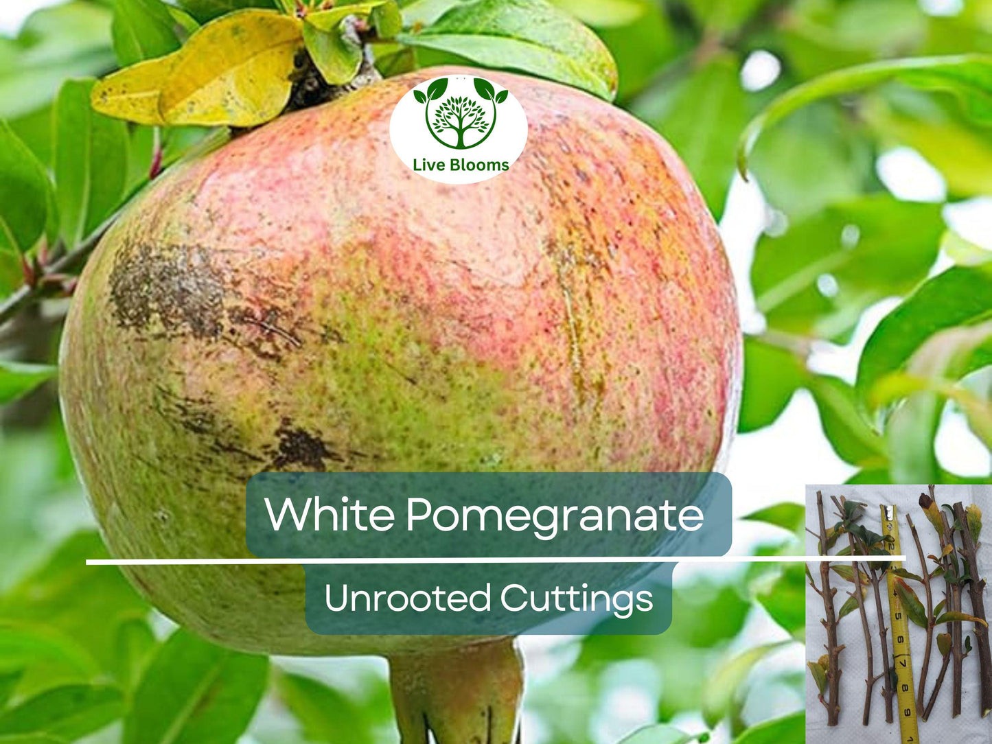 10 Rare Organic White Pomegranate Unrooted Cuttings 8-10" - Punica Granatum for Propagation & Garden
