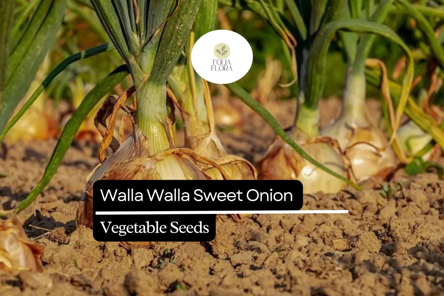 200 Walla Walla Sweet Onion Seeds – Heirloom, Extra-Sweet, Mild & Juicy Onions for Gardens