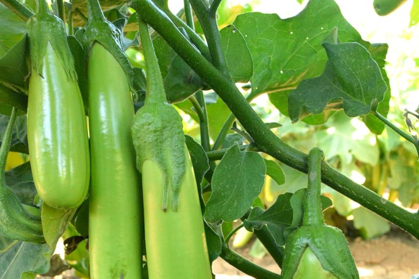 Thai Long Green Eggplant Seeds | Heirloom Solanum melongena for Warm Climates