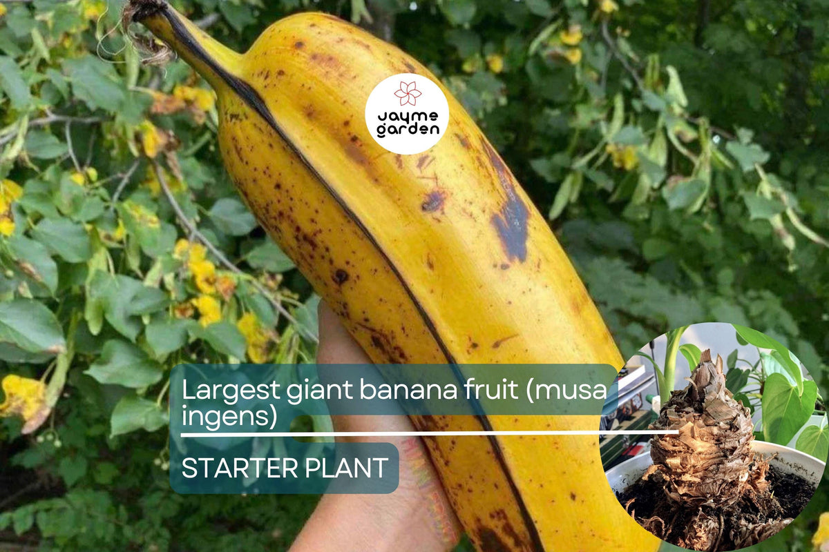 Giant Banana Seedlings - Musa ingens - Rare Tropical Plant - Exotic Fruit Starter for Collectors - Live Musa ingens Starter Plant