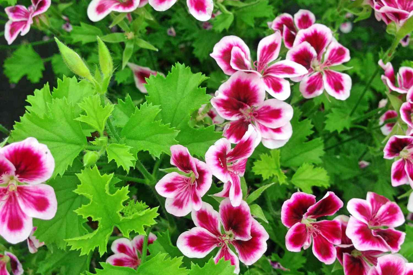 Citrosa Geranium Seeds - Mosquito Repellent Plants with Fragrant Lemon-Scented Foliage - Pelargonium citrosum - USA Grown