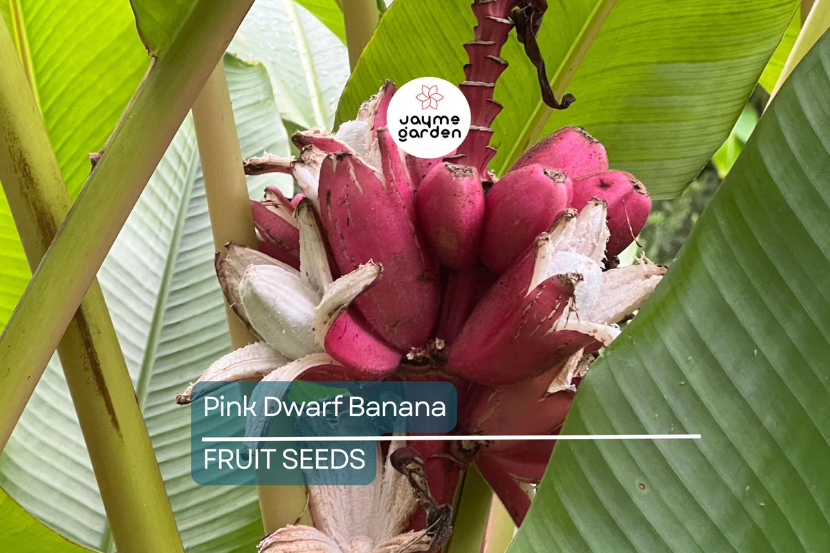 Pink Dwarf Banana Tree Seeds - 10 Rare Musa velutina - Fast-Growing, Hardy Tropical Fruit Plant for Zones 7b-11, Edible Pink Bananas