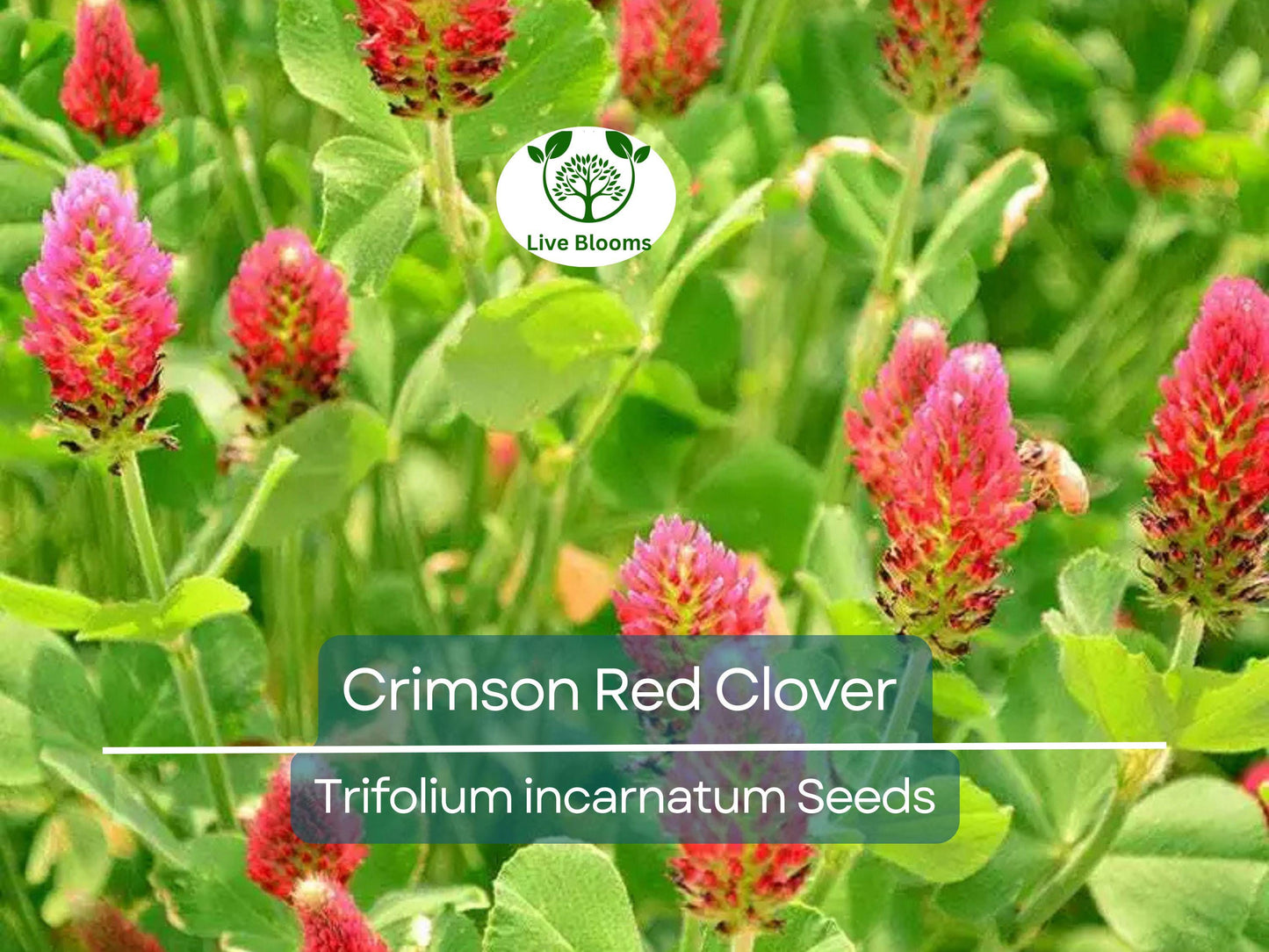 1000 Crimson Red Clover Seeds - Non-GMO Nitrogen Fixing Legume with Vibrant Red Flowers for Soil & Pollinators