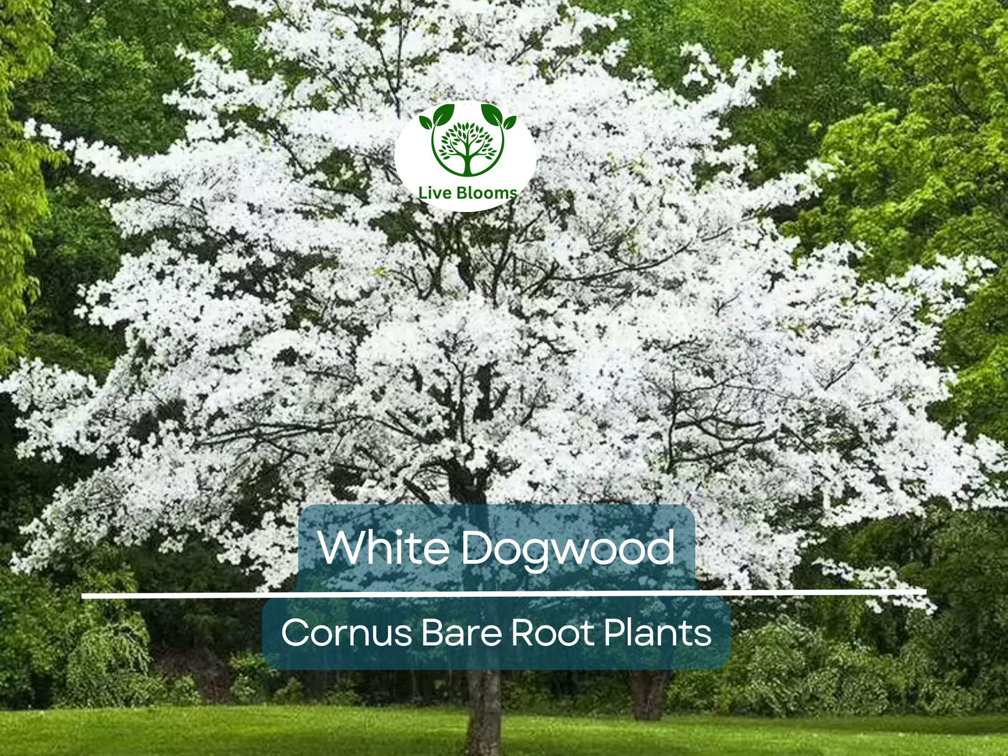 White Dogwood Tree Cornus florida 12-24" Bare Root Live Ornamental Tree for Zones 5-9