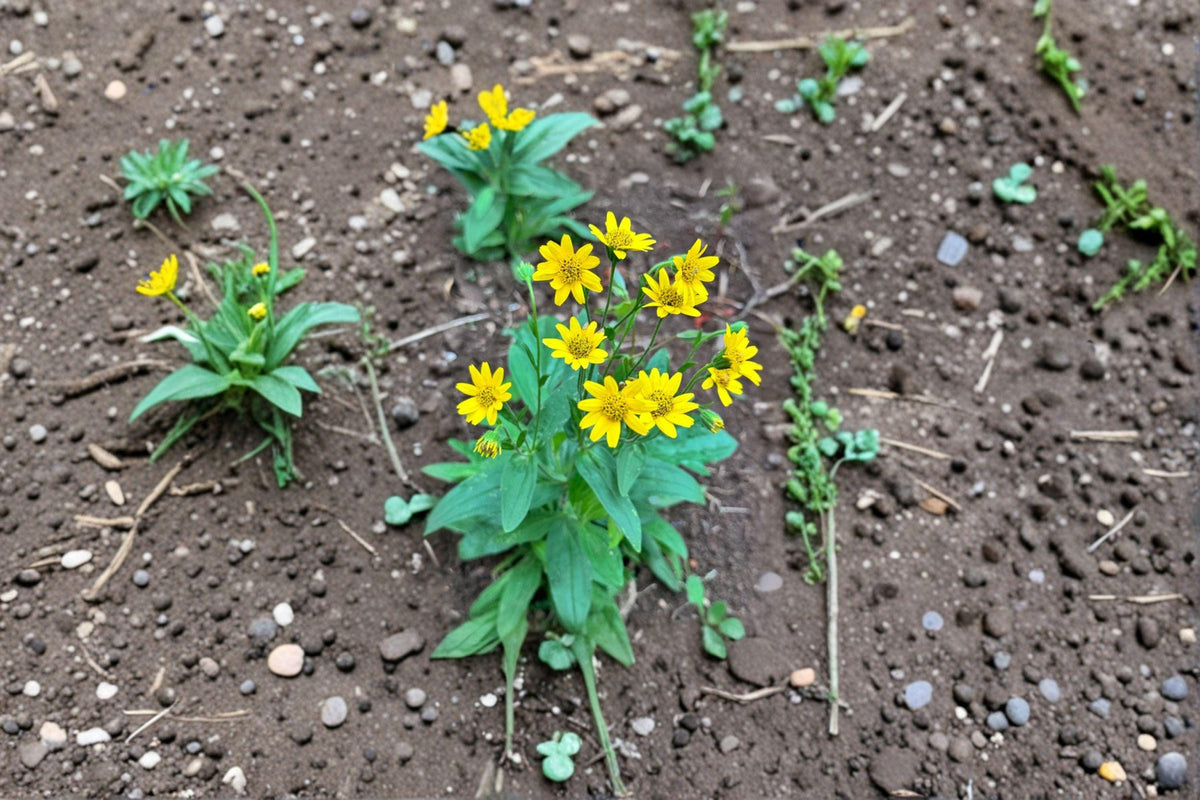 Meadow Arnica Seeds - 100 Count - Native Perennial Wildflower - Medicinal Herb - Pollinator-Friendly - Arnica chamissonis