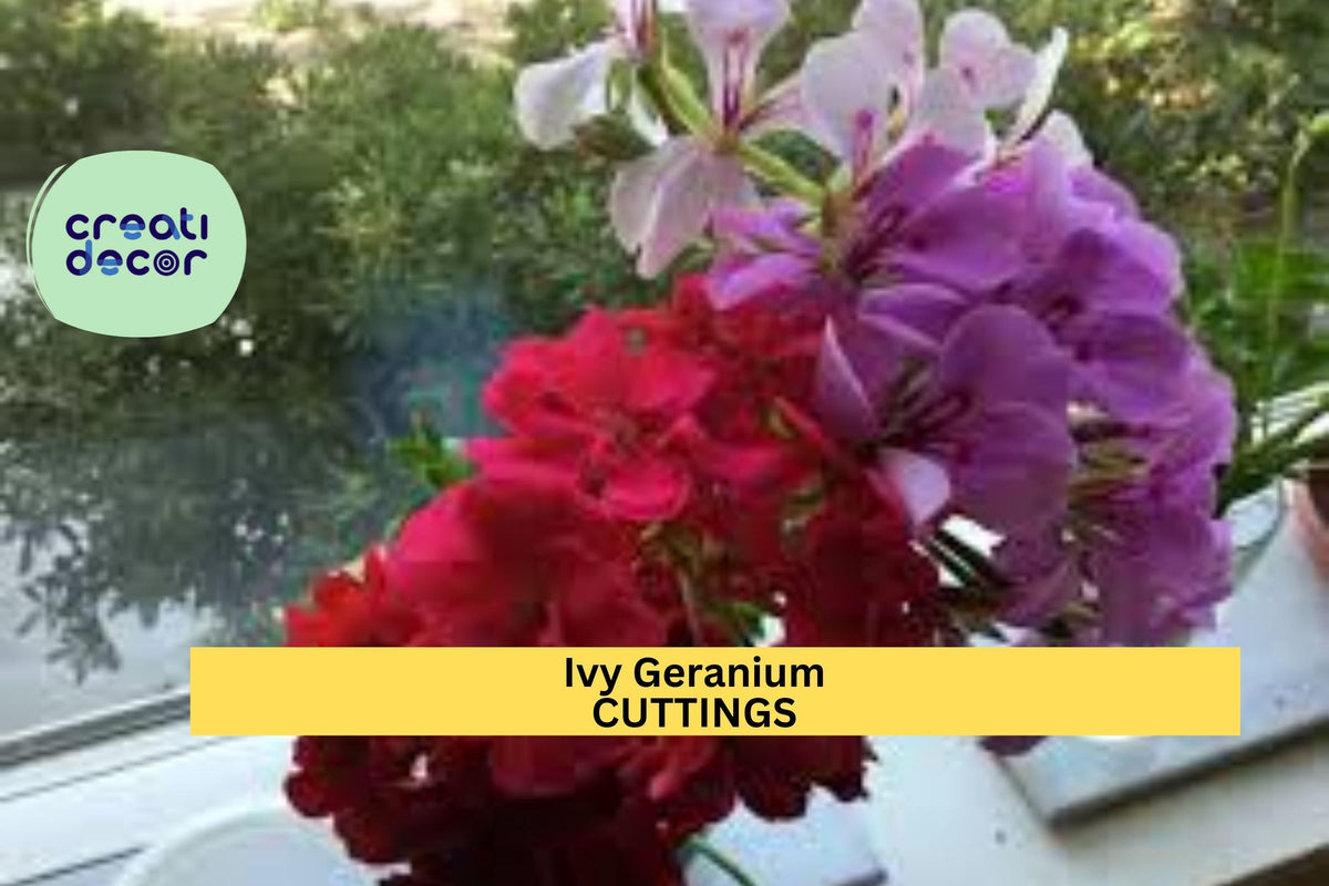 Ivy Geranium Cuttings - 9 Unrooted Stems, 4 Color Mix, Trailing Flowering Plant for Hanging Baskets