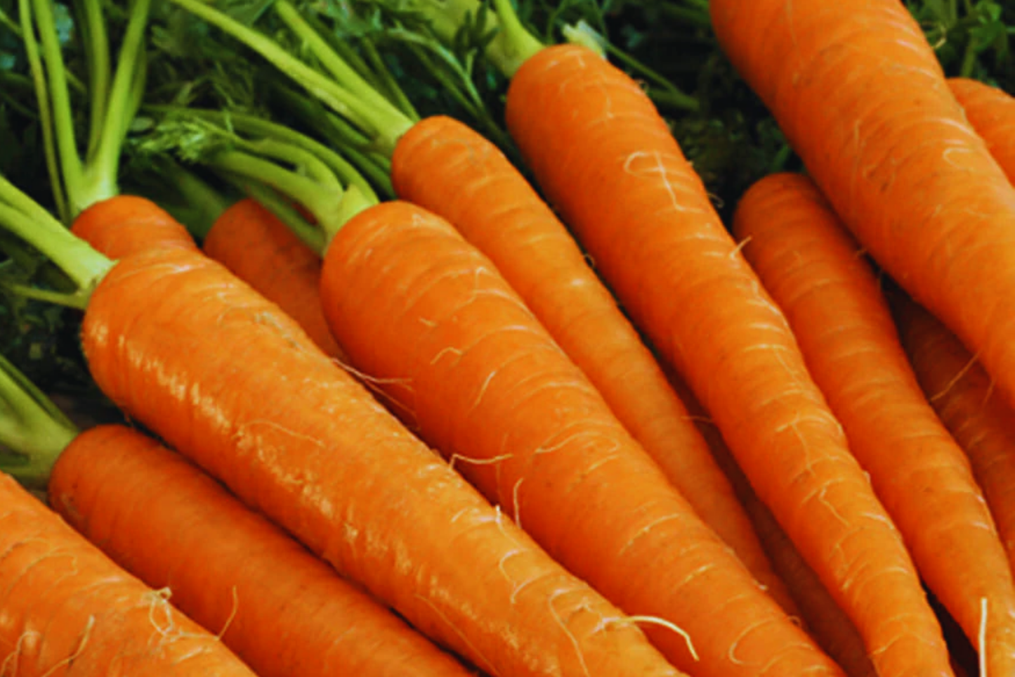 Little Fingers Carrot Seeds - Daucus Carota Heirloom Vegetable Seeds for Home Garden