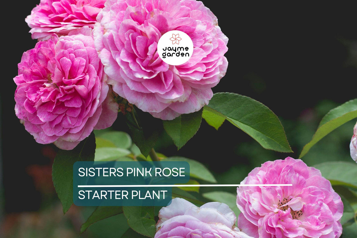 Heirloom Climbing Rose Starter Plants | 7 Sisters Pink Rose Bush | Rosa multiflora | Bare Root 3-6" | Low Maintenance Rose