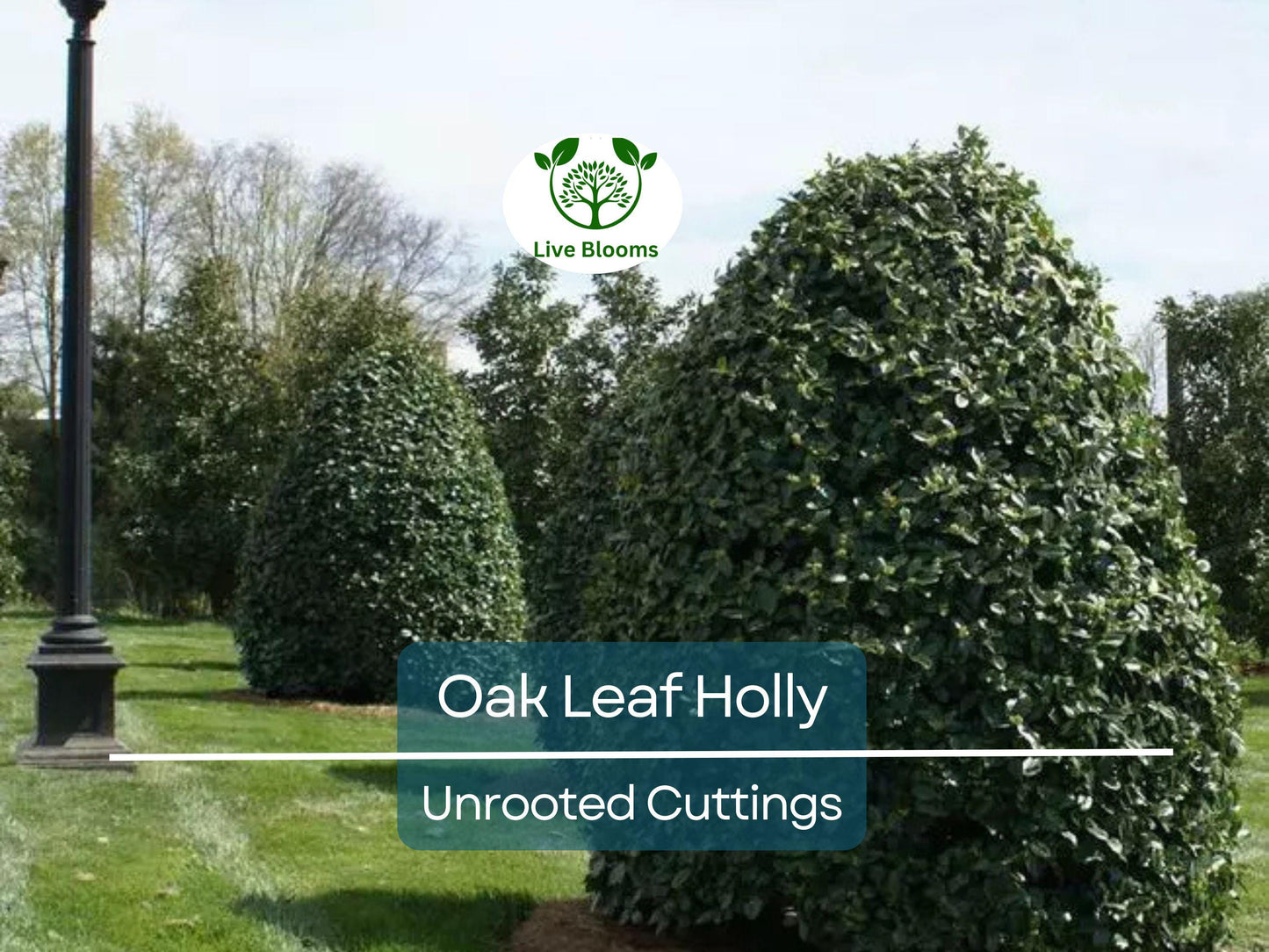 Oak Leaf Holly Unrooted Cutting | Ilex Latifolia Evergreen Shrub for Landscaping & Hedging