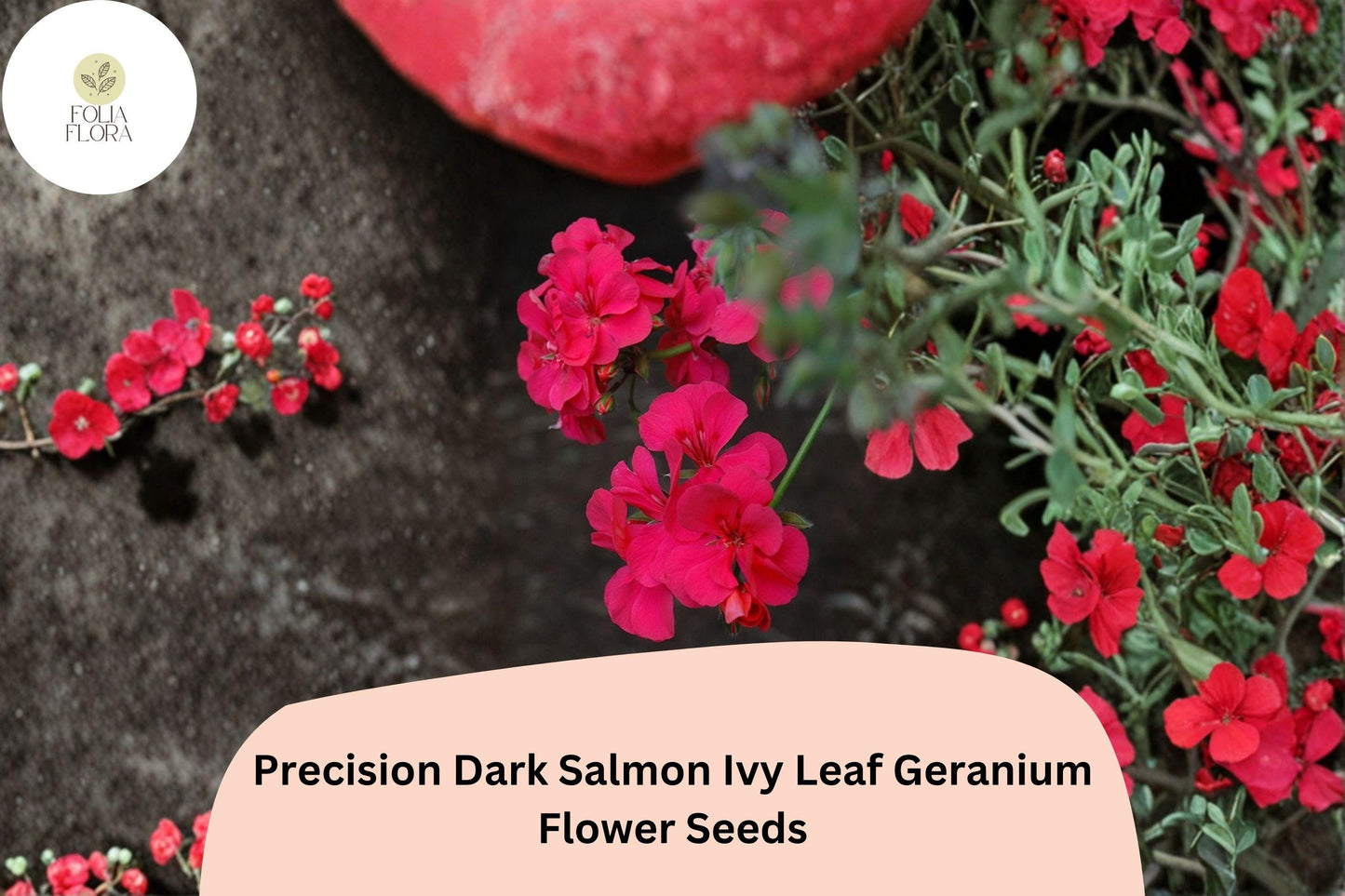 25+ Precision Dark Salmon Ivy Leaf Geranium Seeds | Trailing Salmon-Pink Blooms for Full Sun