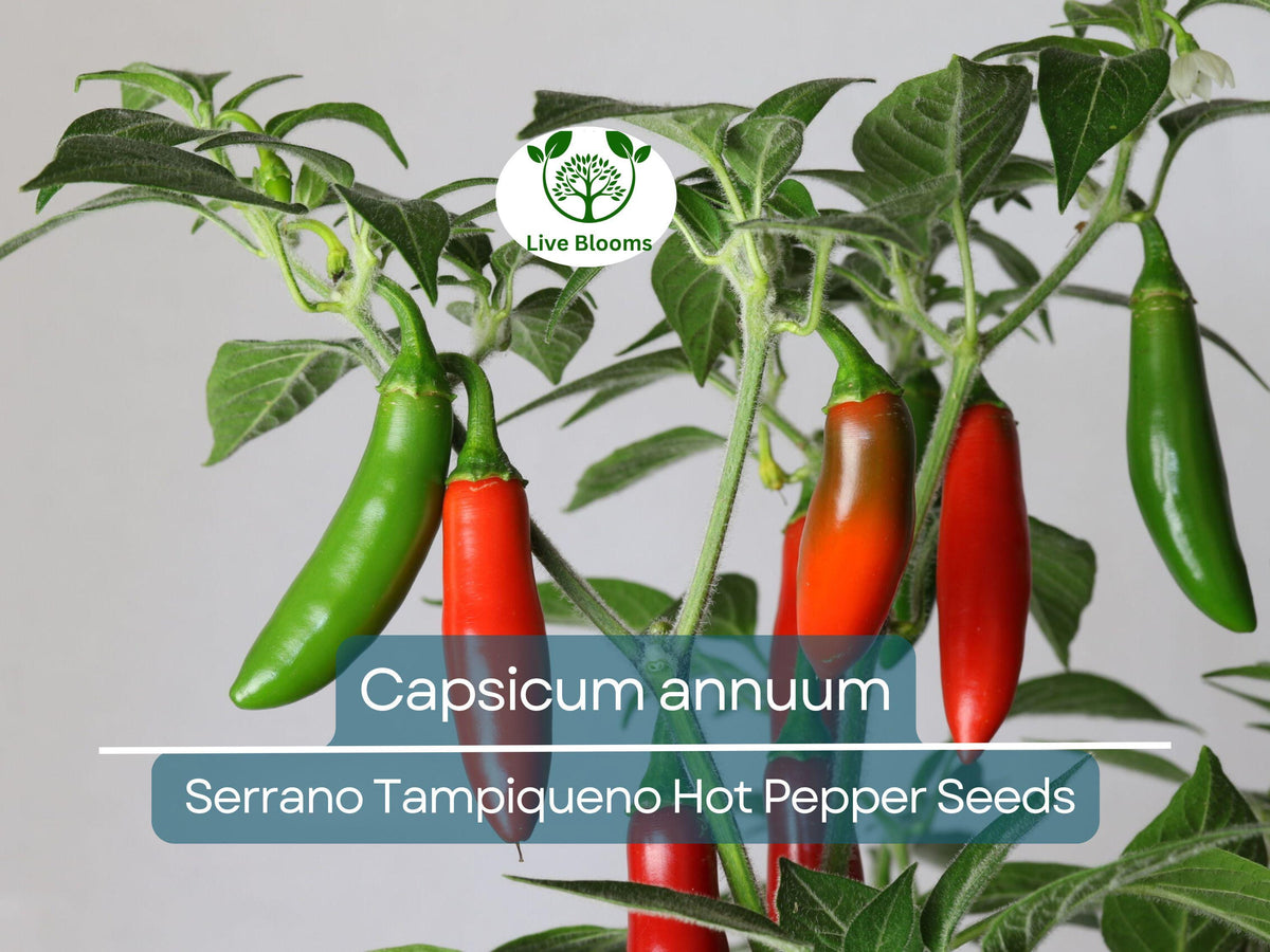 Serrano Tampiqueno Hot Pepper Seeds 250 mg - Capsicum annuum | Heirloom Spicy Pepper Seeds for Bold Flavors & Gardening