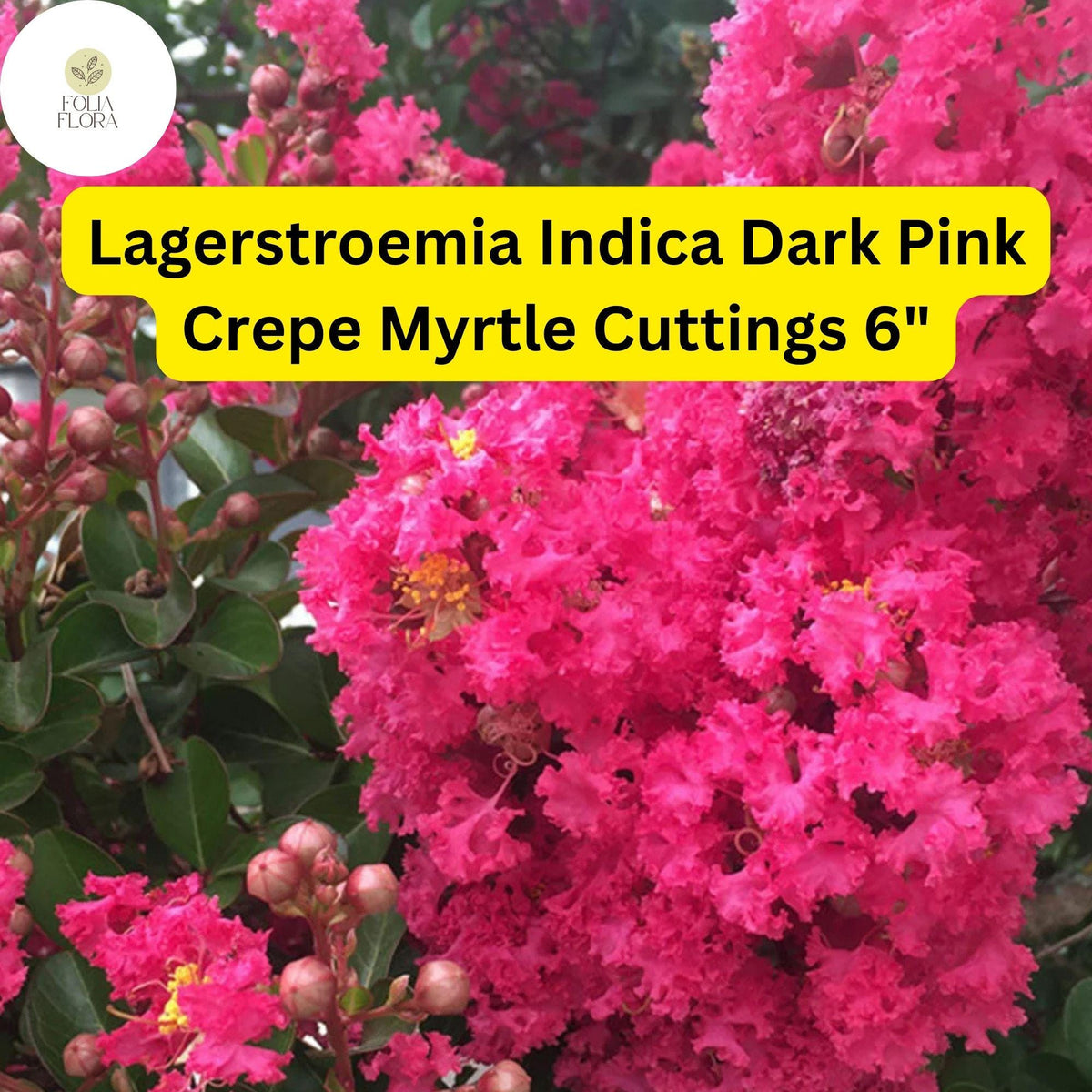 Dark Pink Crepe Myrtle Cuttings | 7 Live 6” Tree Cuttings | Lagerstroemia Indica | Fast-Growing, Drought-Tolerant Ornamental