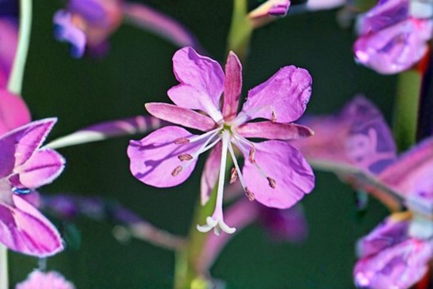 Fireweed Seeds, 30 mg, Perennial Wildflower for Pollinators, Chamaenerion angustifolium, Pink-Purple Blooms, Attracts Bees & Hummingbirds