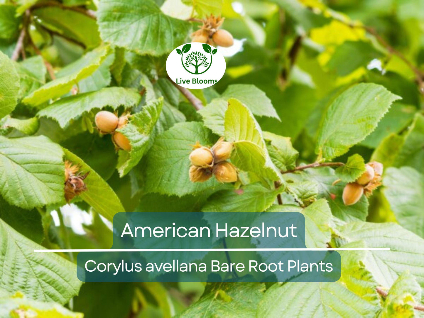 American Hazelnut Tree Corylus avellana - Edible Nut Bare Root Plant 12-24" Tall, Cold Hardy, Wildlife Friendly