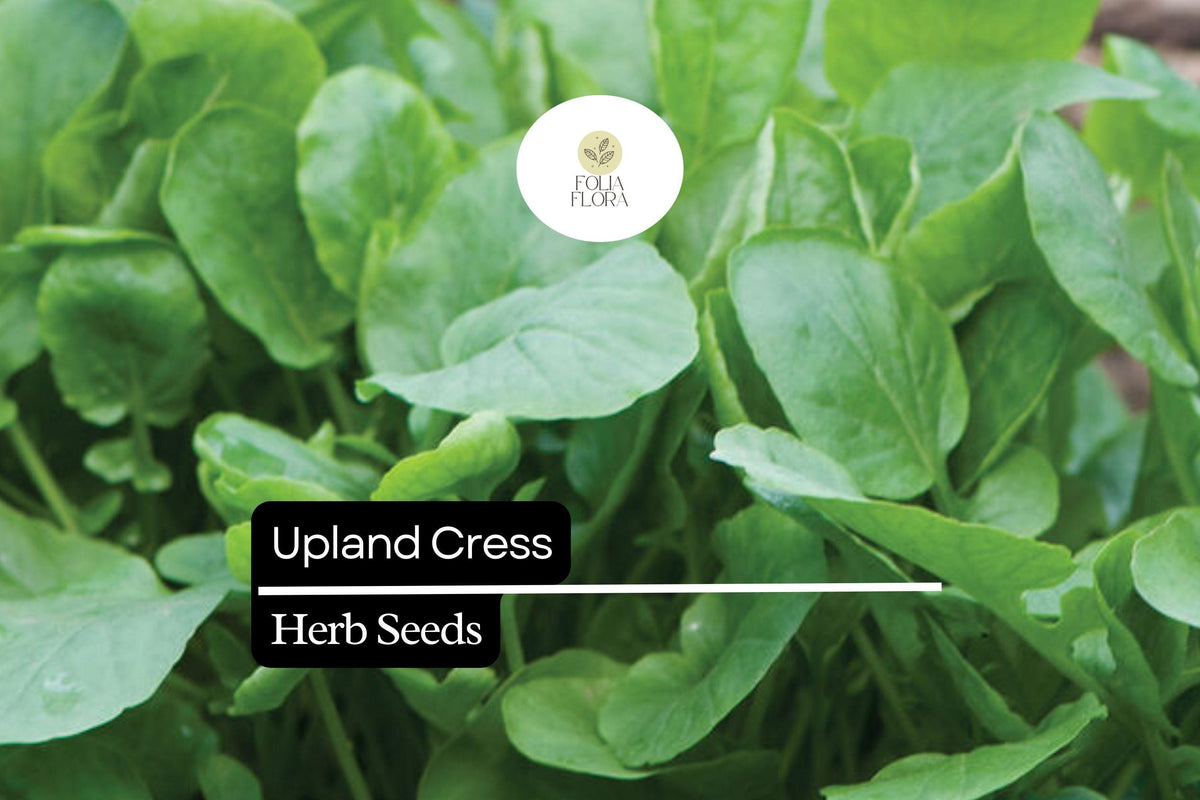 Upland Cress Seeds 1000 Count – Peppery Herb for Salads & Microgreens, Barbarea verna, Fast-Growing Edible Plant