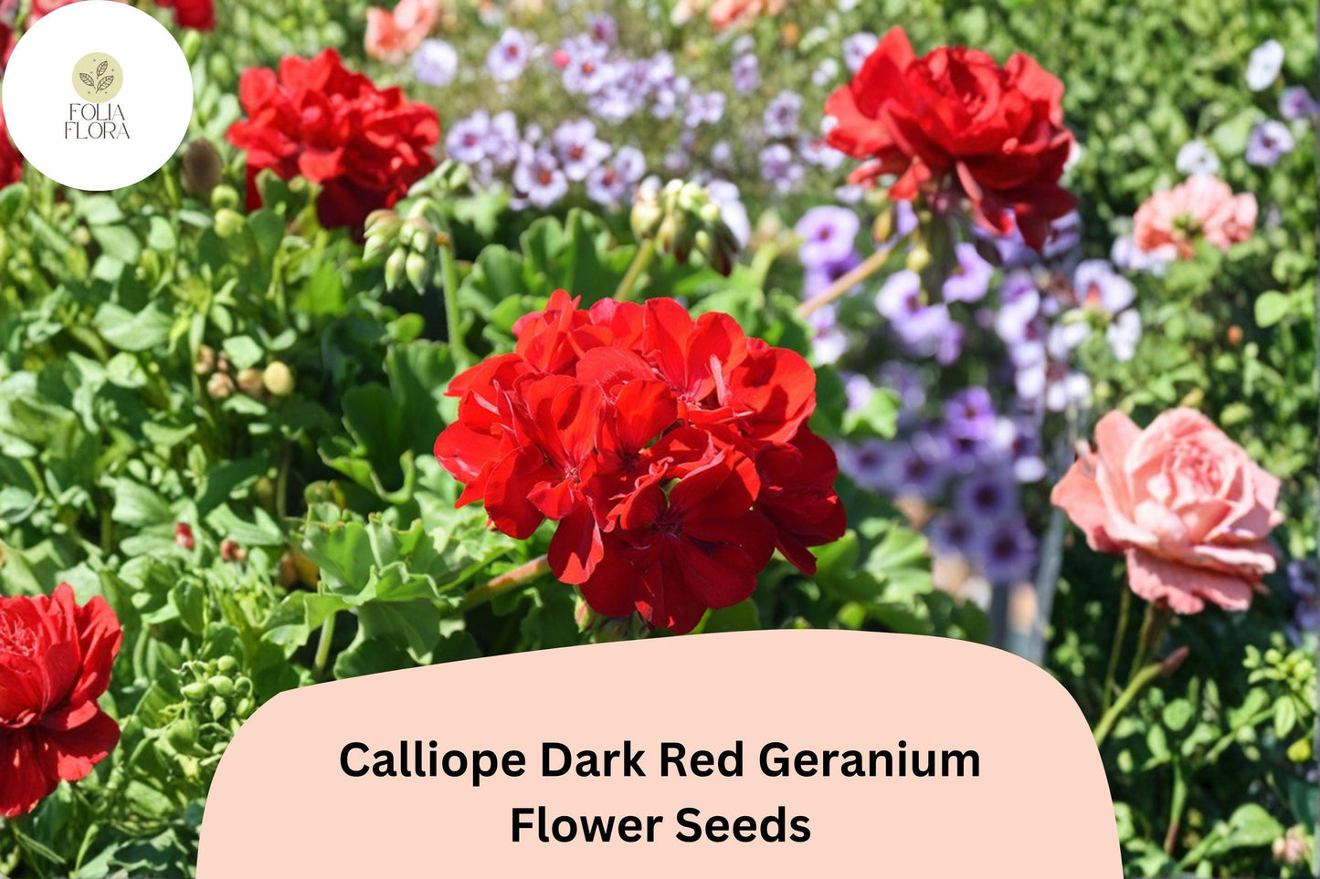25+ Calliope Dark Red Geranium Seeds | Deep Red Hybrid Zonal Ivy Geranium for Full Sun Gardens