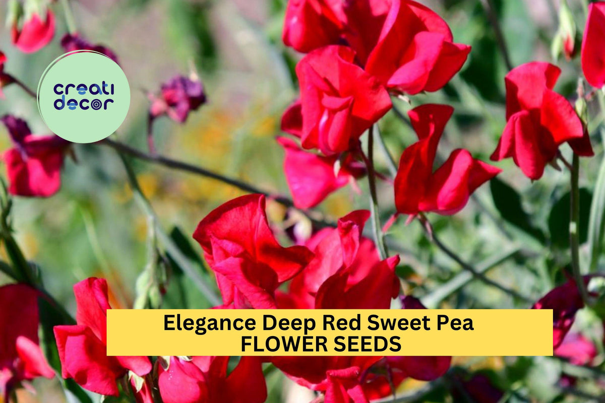 50+ Elegance Deep Red Sweet Pea Seeds – Fragrant Crimson Climbing Vines for Trellises
