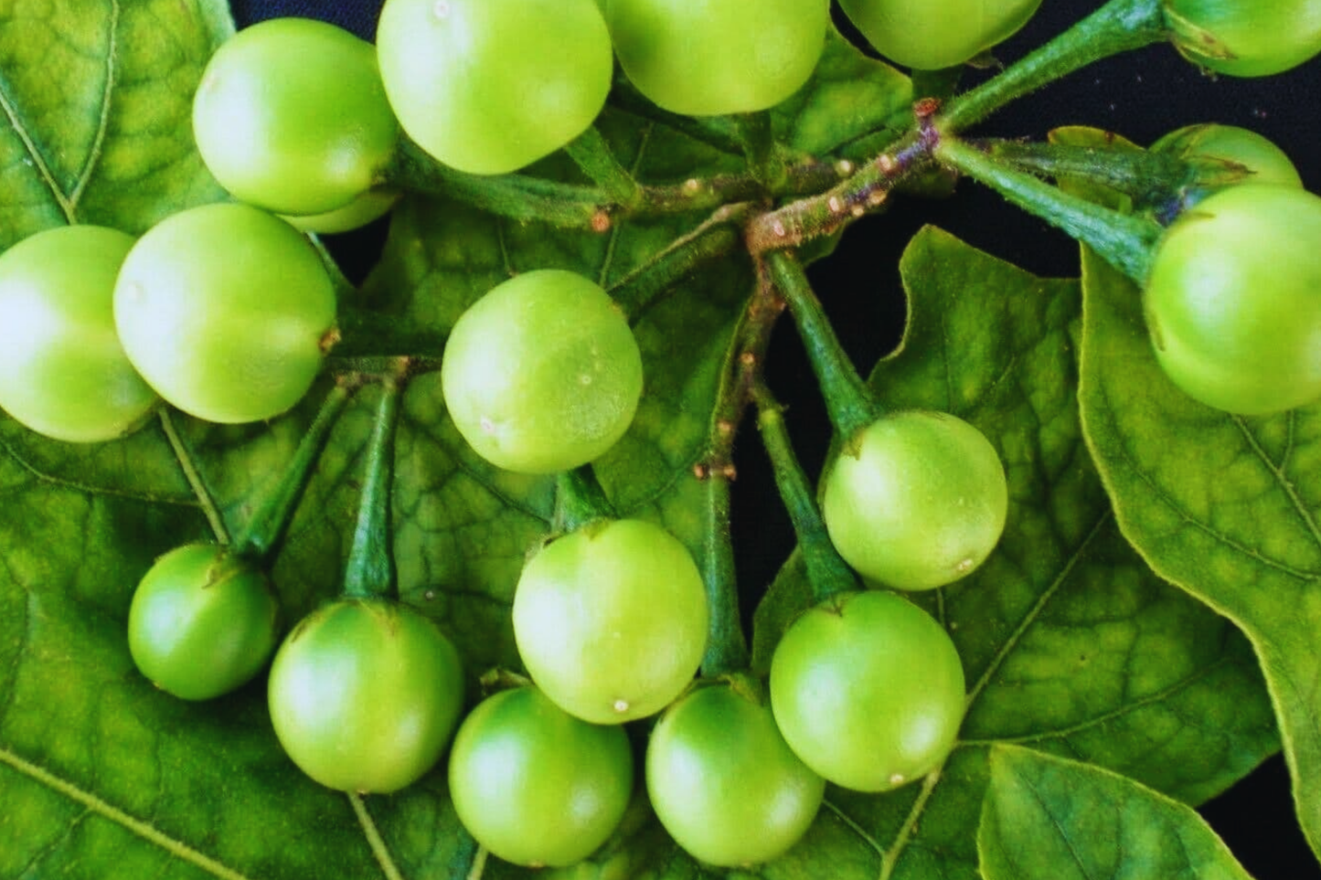 Pea Eggplant Seeds - Brush Eggplant, Turkey Berry, Thai Variety | Solanum torvum