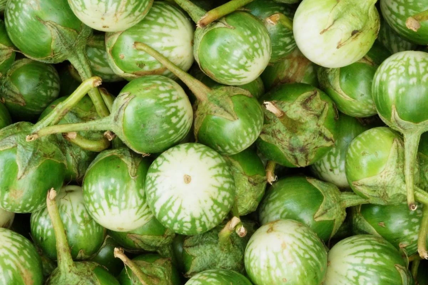 Green Thai Eggplant Seeds - Petch Siam Variety | NON-GMO, Heirloom, Organic