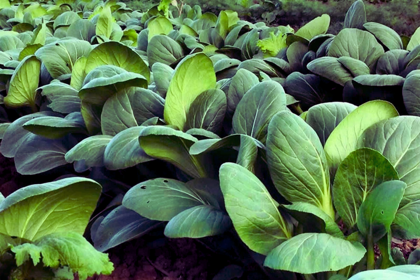 Pak Choi Seeds, Green Stem, Shanghai Variety, Brassica rapa subsp. chinensis, Non-GMO, Cool-Season Vegetable Seeds