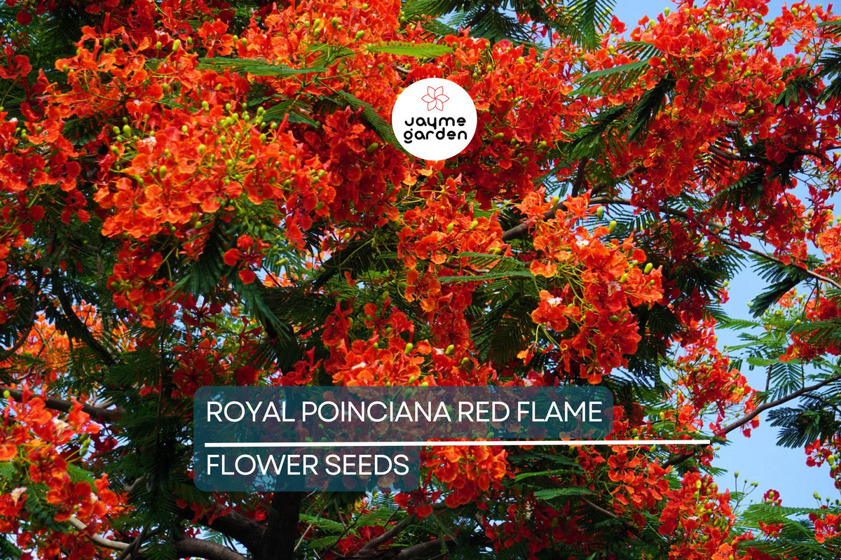 Royal Poinciana Seeds - 5 Red Flame Tree Seeds (Delonix Regia) for Tropical Gardens, Bonsai, and Ornamental Landscaping