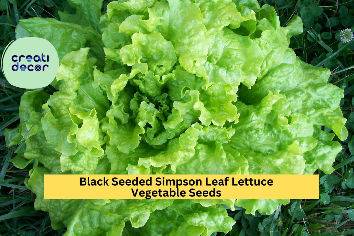 Black Seeded Simpson Lettuce Seeds 1g - Fast-Growing Leaf Lettuce for Gardens & Containers (Lactuca sativa) - 3 Pack