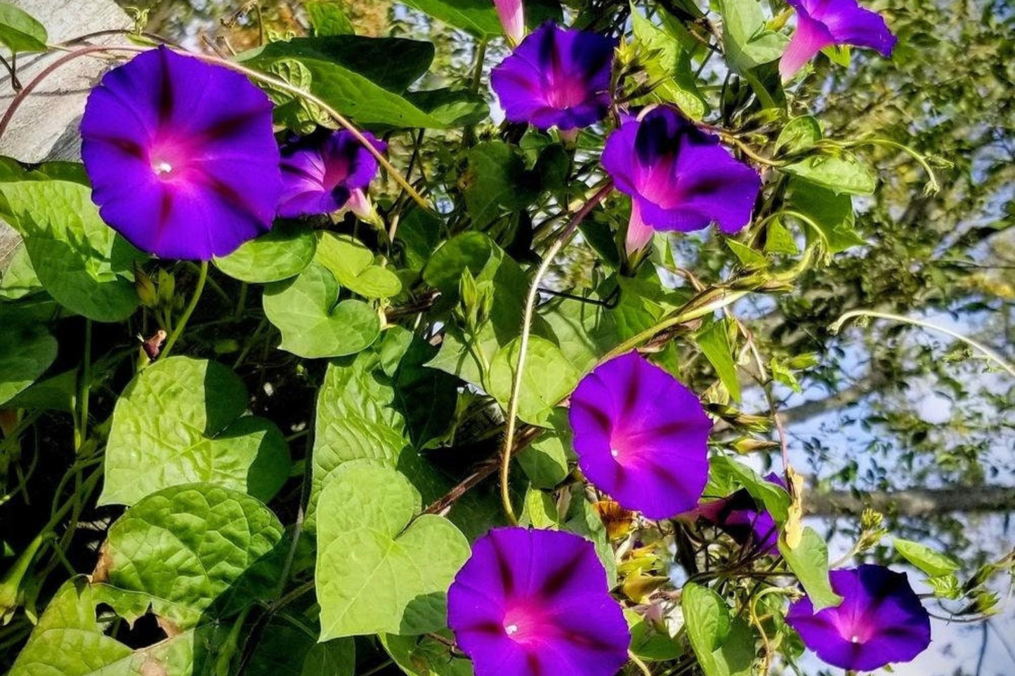 Grandpa Ott Morning Glory Seeds | Non-GMO Purple Blooms | Climbing Vine for Pollinators | Ipomoea purpurea