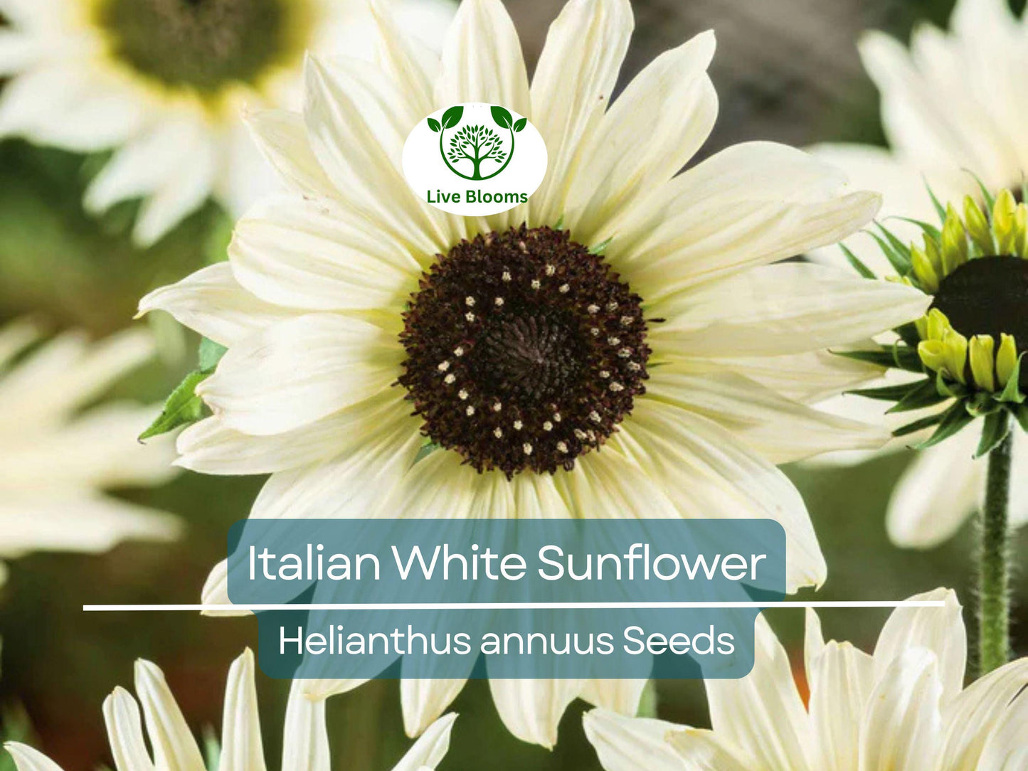 100 Seeds Italian White Sunflower - Non-GMO, Pollinator Friendly, Easy to Grow Cut Flowers