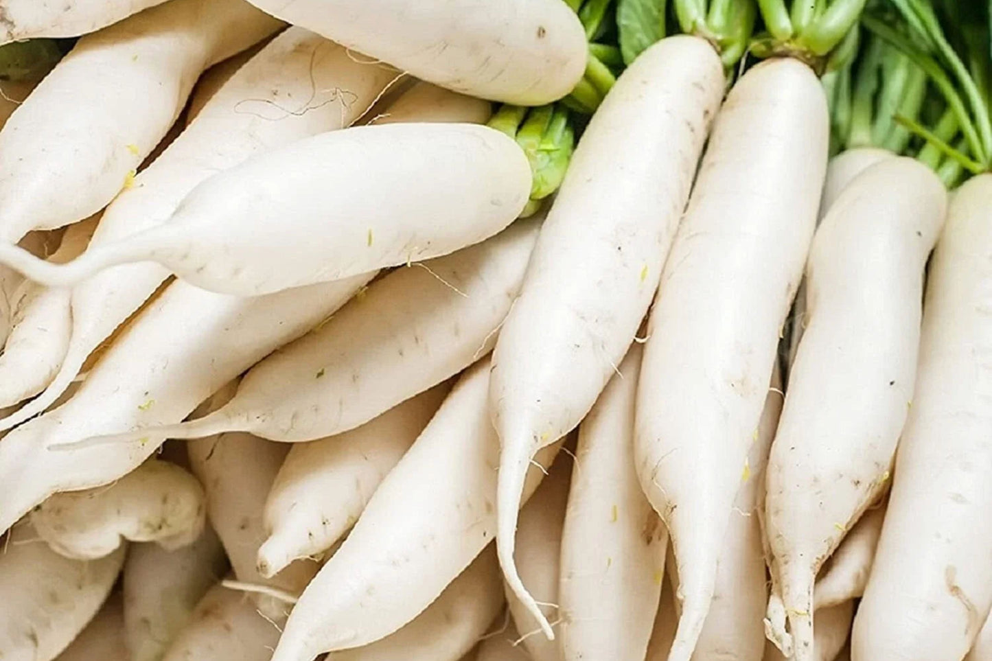 Daikon Radish Seeds | Non-GMO Japanese Radish Seeds | Raphanus sativus