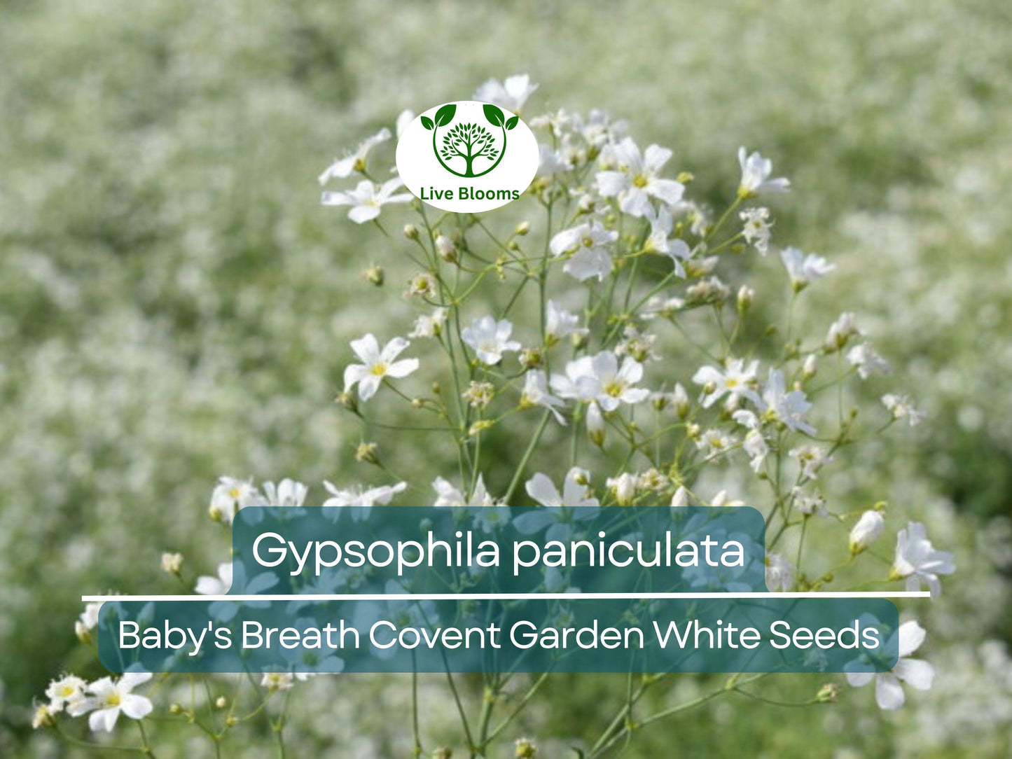 100 Seeds Baby's Breath Covent Garden White - Gypsophila paniculata, Perennial White Flowers for Weddings & Gardens