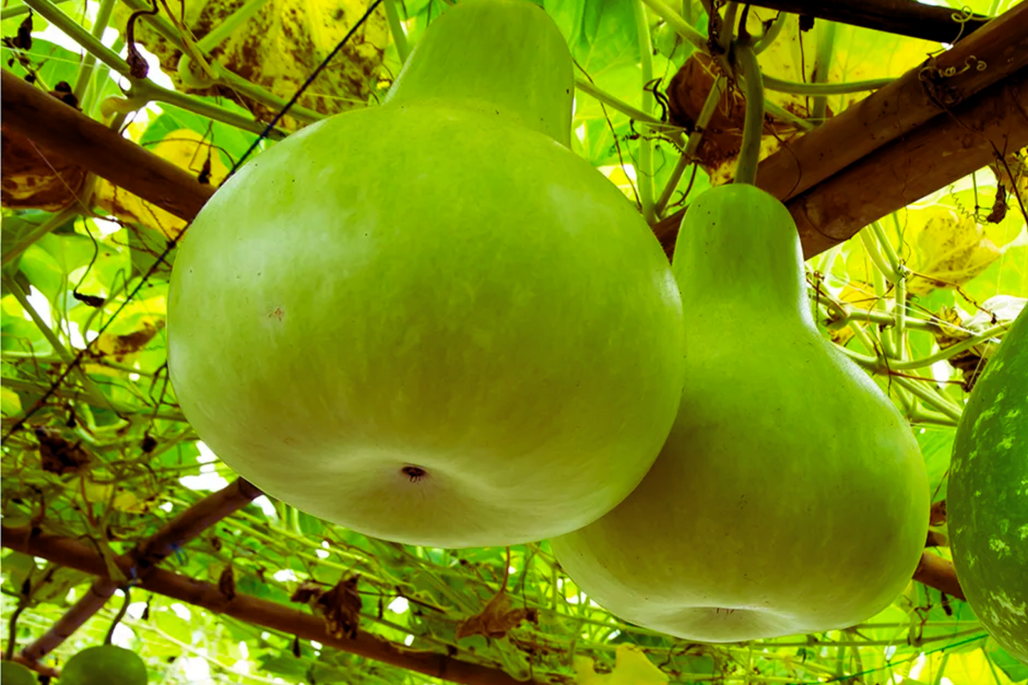 Bottle Gourd Seeds | Long Calabash Gourd | NON-GMO Lagenaria siceraria for Vertical Gardening