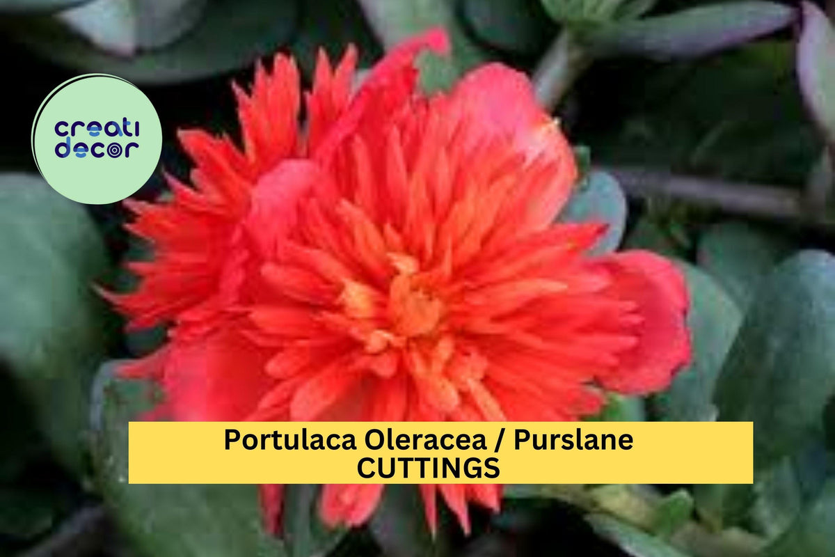 5 Cuttings DOUBLE SCARLET Portulaca Seeds | Scarlet Blooms for Containers & Ground Cover