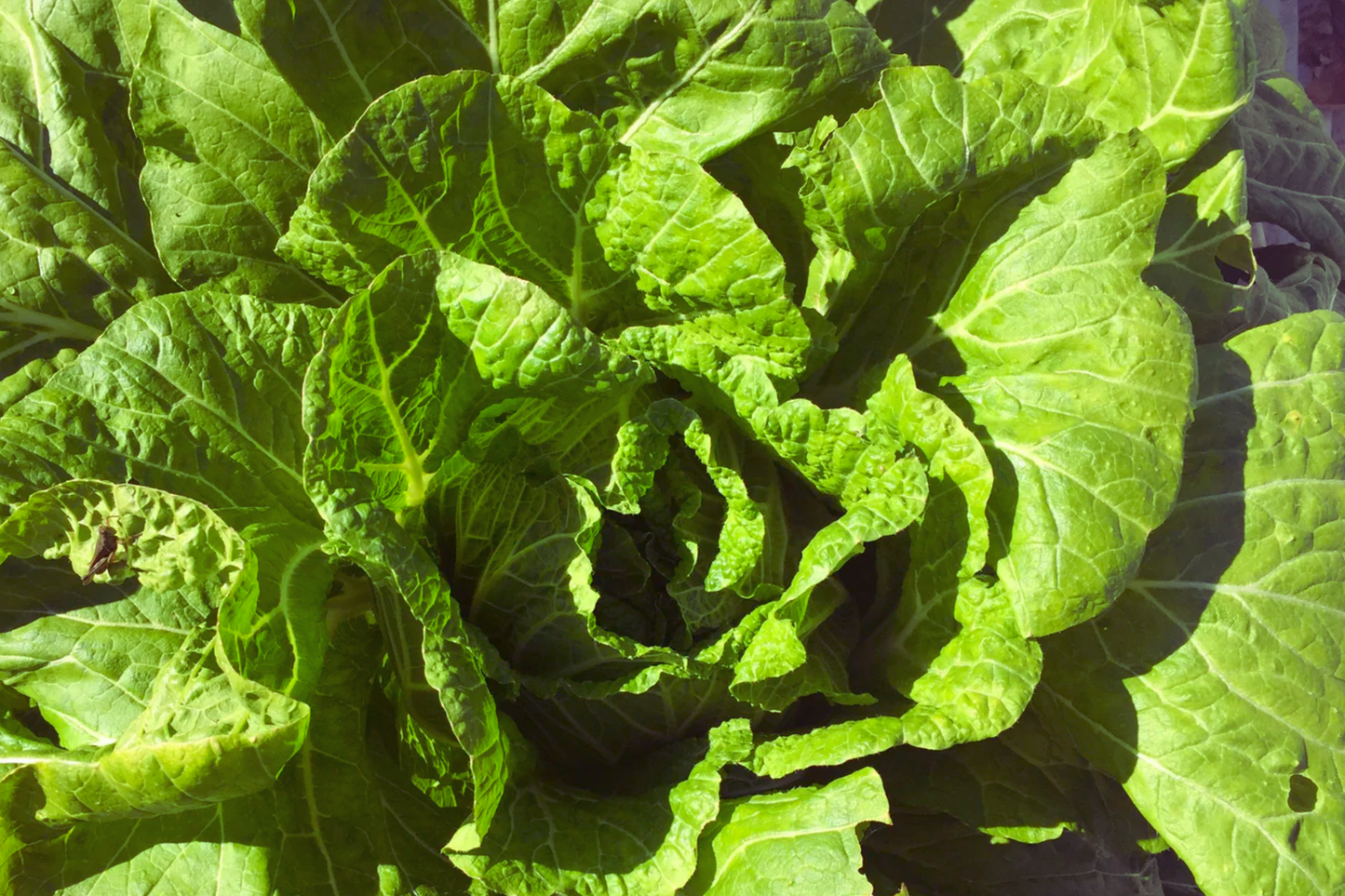 Napa Cabbage Seeds | Organic Non-GMO Kimchi Cabbage | Brassica rapa pekinensis