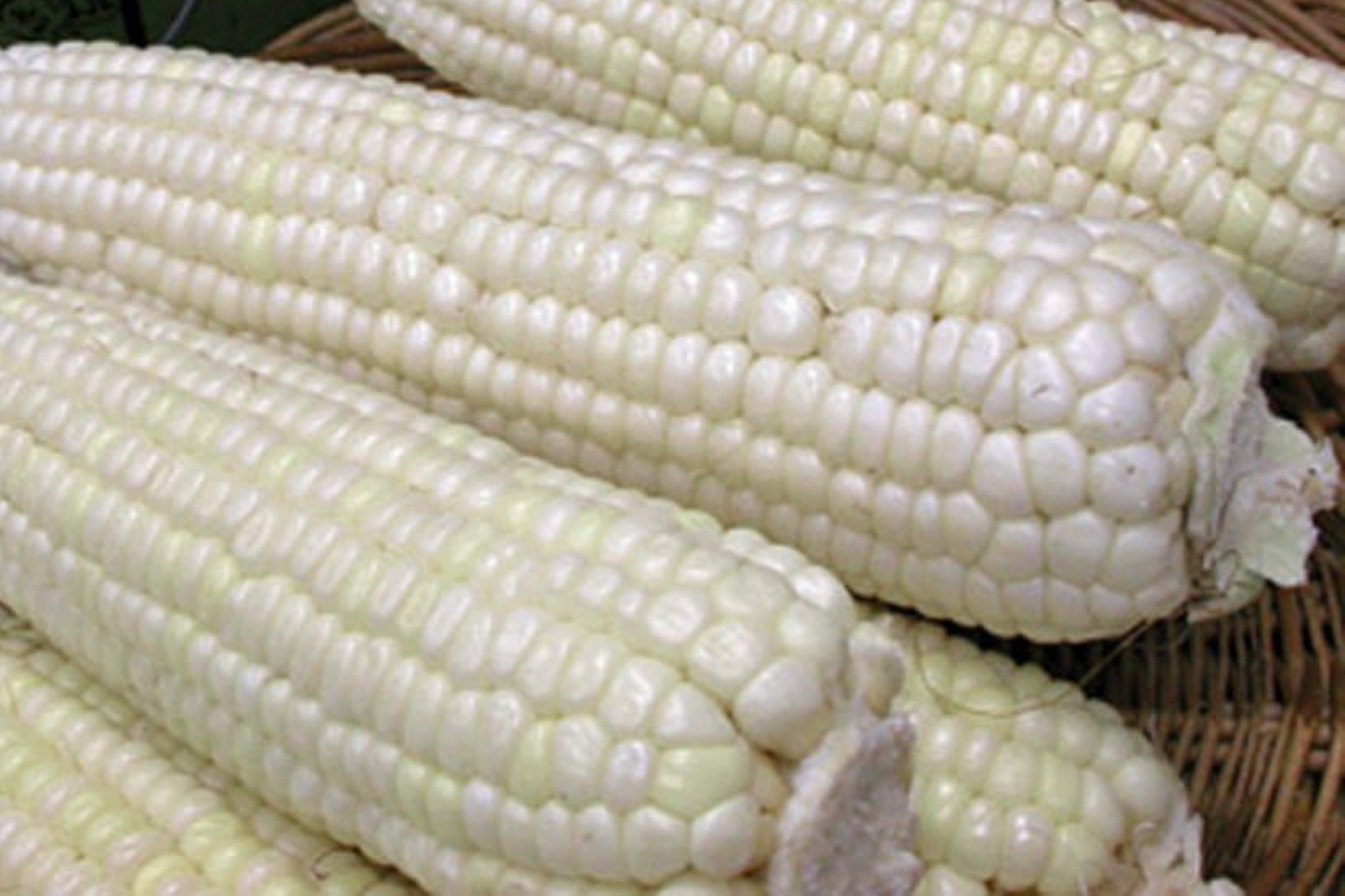 Organic White Sticky Waxy Sweet Corn Seeds | NON-GMO Heirloom Variety