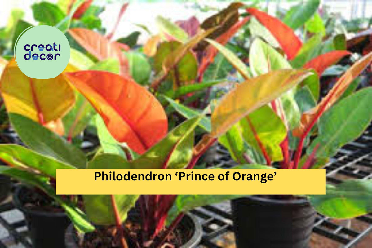 Philodendron ‘Prince of Orange’ Live Plant - Easy-Care Tropical Houseplant - Philodendron erubescens Hybrid - Vibrant Orange Growth